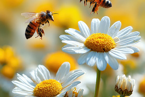 Bees flying near daisies in sunny fi, a Photo by Pixeness Studio