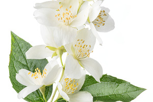Blooming jasmine flowers isolated, a Photo by Volff