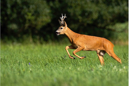Roe deer running on grassland in