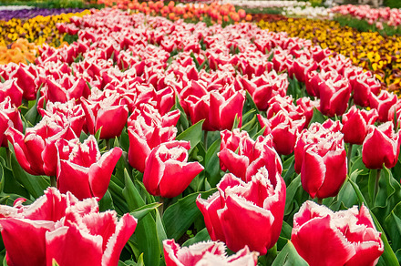 Flowers background with colorful tul