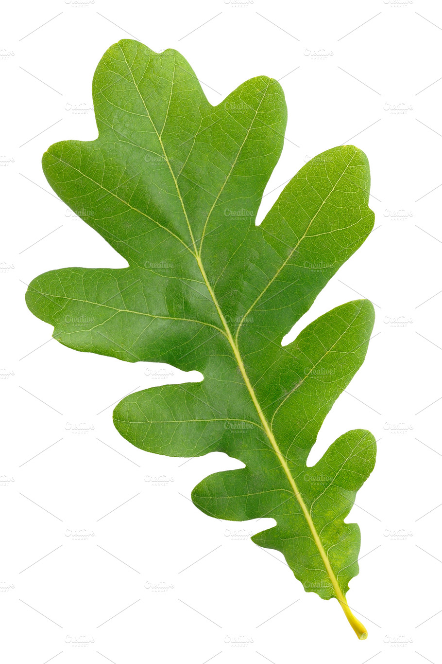 Oak Leaf Containing Oak Leaf And Green