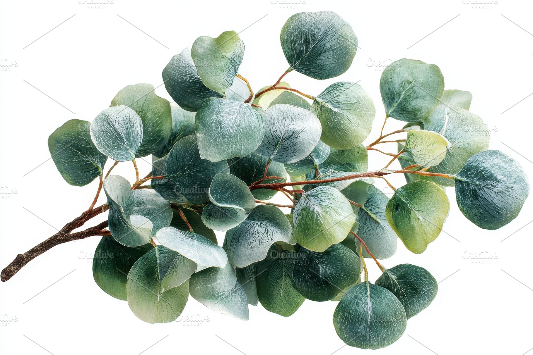 Eucalyptus branch green leaves natur, a Photo by Pixeness Studio
