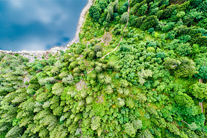 Top view of a forest at the lakeside, a Nature Photo by Leonid Andronov