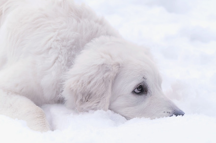 Polish mountain Shepherd puppy, an Animal Photo by J&M Diversity
