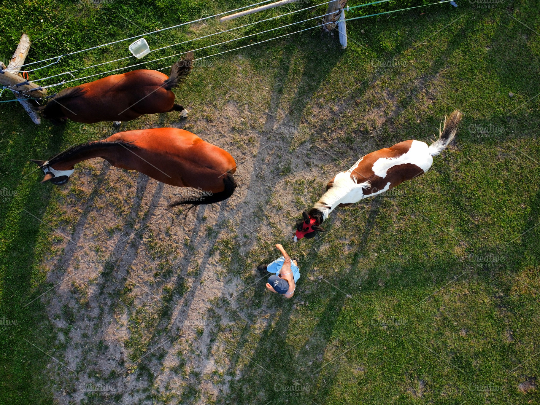Horses #2, an Animal Photo by jakub_kopecky