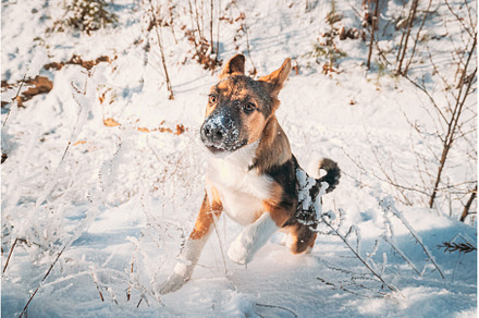 Puppy Of Mixed Breed Dog Playing In, an Animal Photo by Our Amazing World