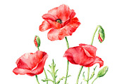 Watercolor Poppies, an Illustration by Botanical Art Shop (Thumbnail 2 of 2)