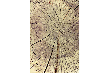 Wood structure, abstract background, an Abstract Photo by Enjoy Photo