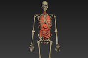 Animated internal organs, skeleton, a Characters & Person 3D Model by konstantin.ermolaev (Thumbnail 22 of 29)