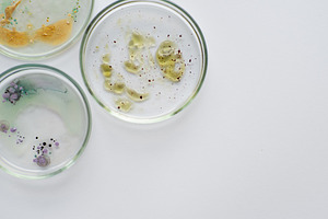 Viruses and bacteria in a Petri dish