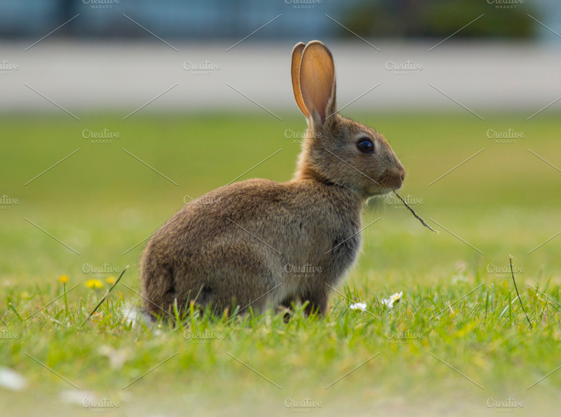 Bunny Fluffie Bunny