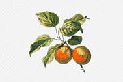Fruit and Vegetable Art Collection, a Food Illustration by Illusiongraphic (Thumbnail 12 of 14)