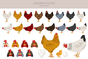 Leghorn Chicken Breed Clip Art