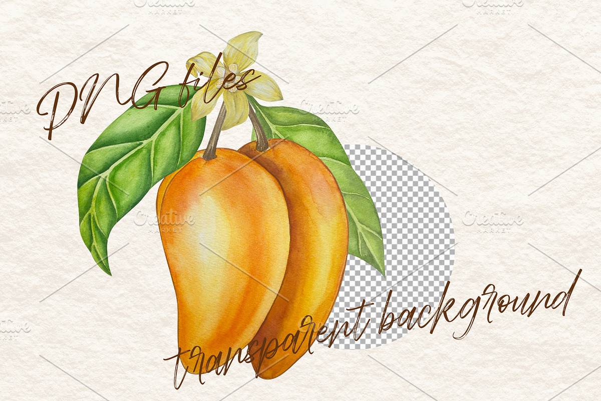 Botanical Style Mango Illustration, a Food Illustration by Milla_Zelenyuk_art (Photo 3 of 5)