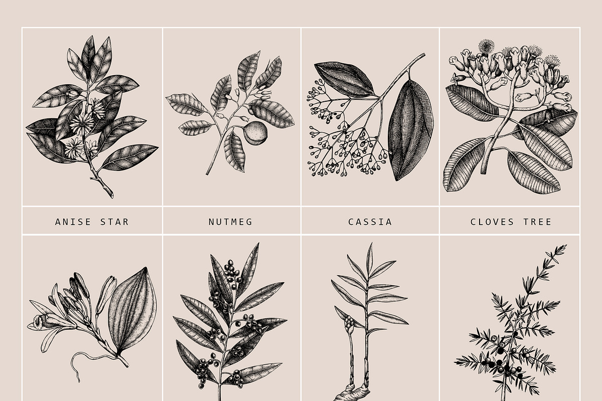 BUNDLE - Vector Herbs & Spices, a Food Illustration by Yevheniia (Photo 7 of 12)