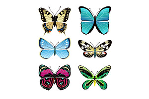 Butterflies Types Collection Vector