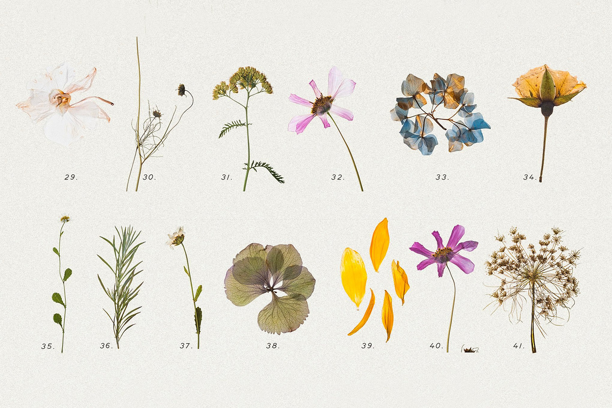 BUNDLE - Dry Flowers & Leaves, an Object Graphic by Sparrow & Snow (Photo 6 of 28)
