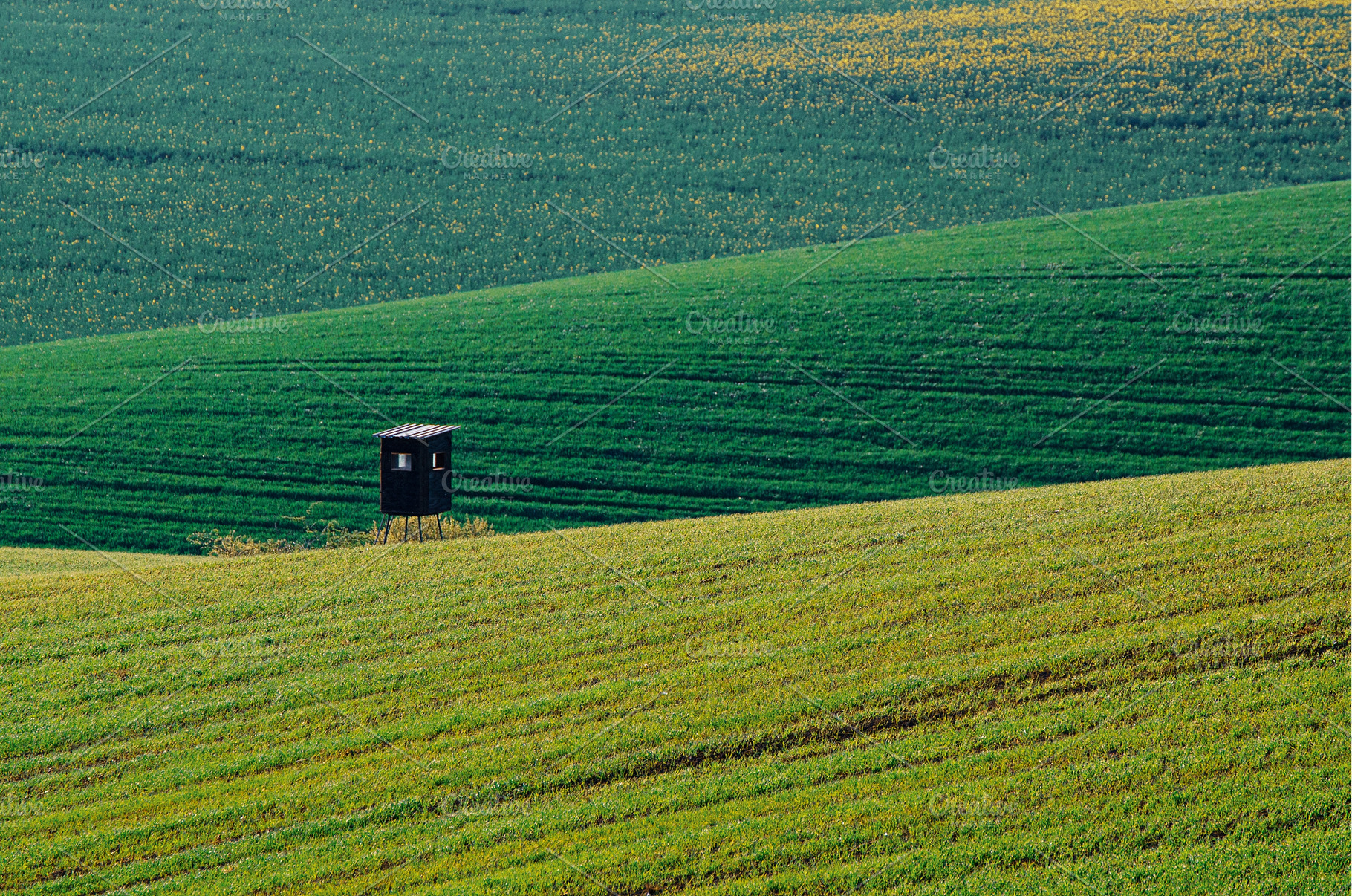 Green grass field background, a Nature Photo by Nature and travel