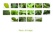 Basil leaves and herb, 100 images, a Food & Drink Photo by Pullia (Thumbnail 5 of 7)