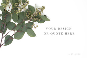 Eucalyptus Styled Stock Photography