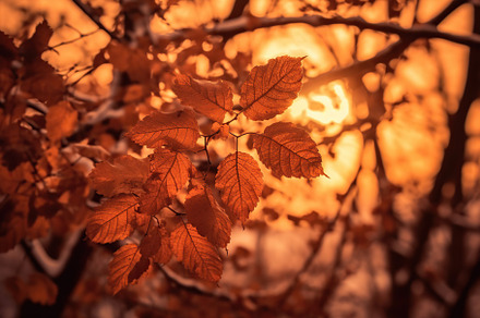 Autumn leaves, a Nature Photo by AlyaAnd
