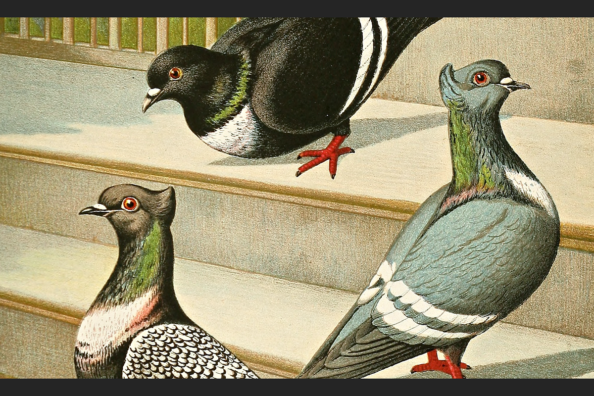 Illustrirtes Mustertauben-Buch, an Animal Illustration by Digital Museum (Photo 8 of 9)