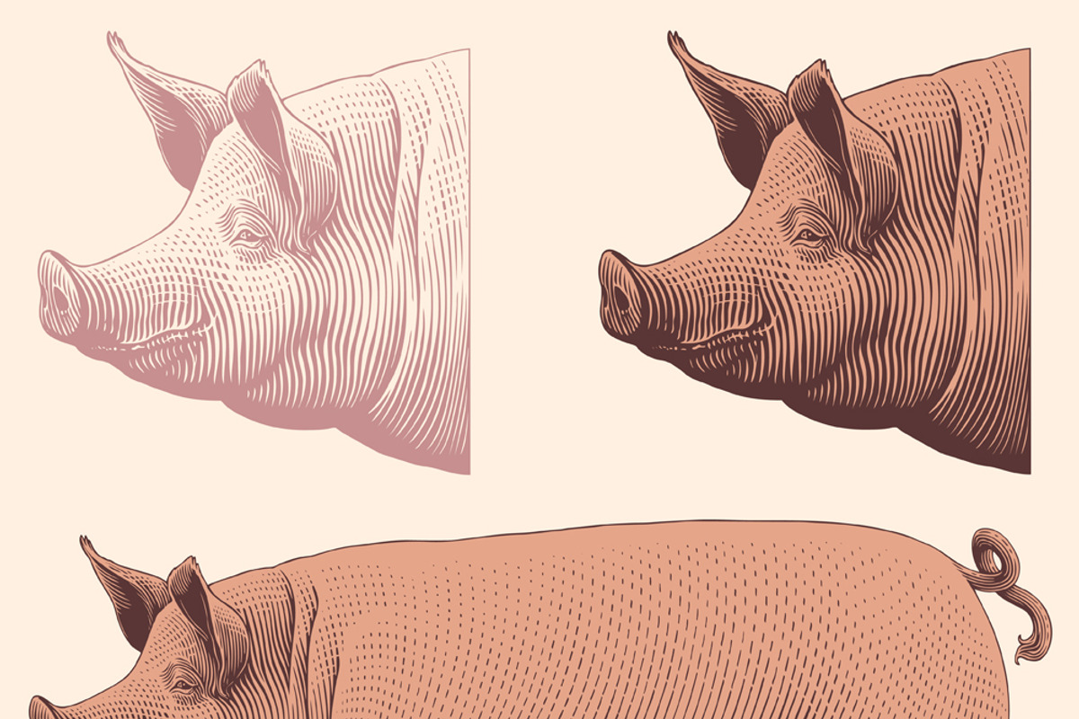 Design set Pig. Vector engraving, an Animal Illustration by Vector Engraving (Photo 2 of 2)