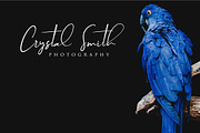 Brilliant - 3 Signature Font, a Script Font by din-studio.com (Thumbnail 5 of 9)
