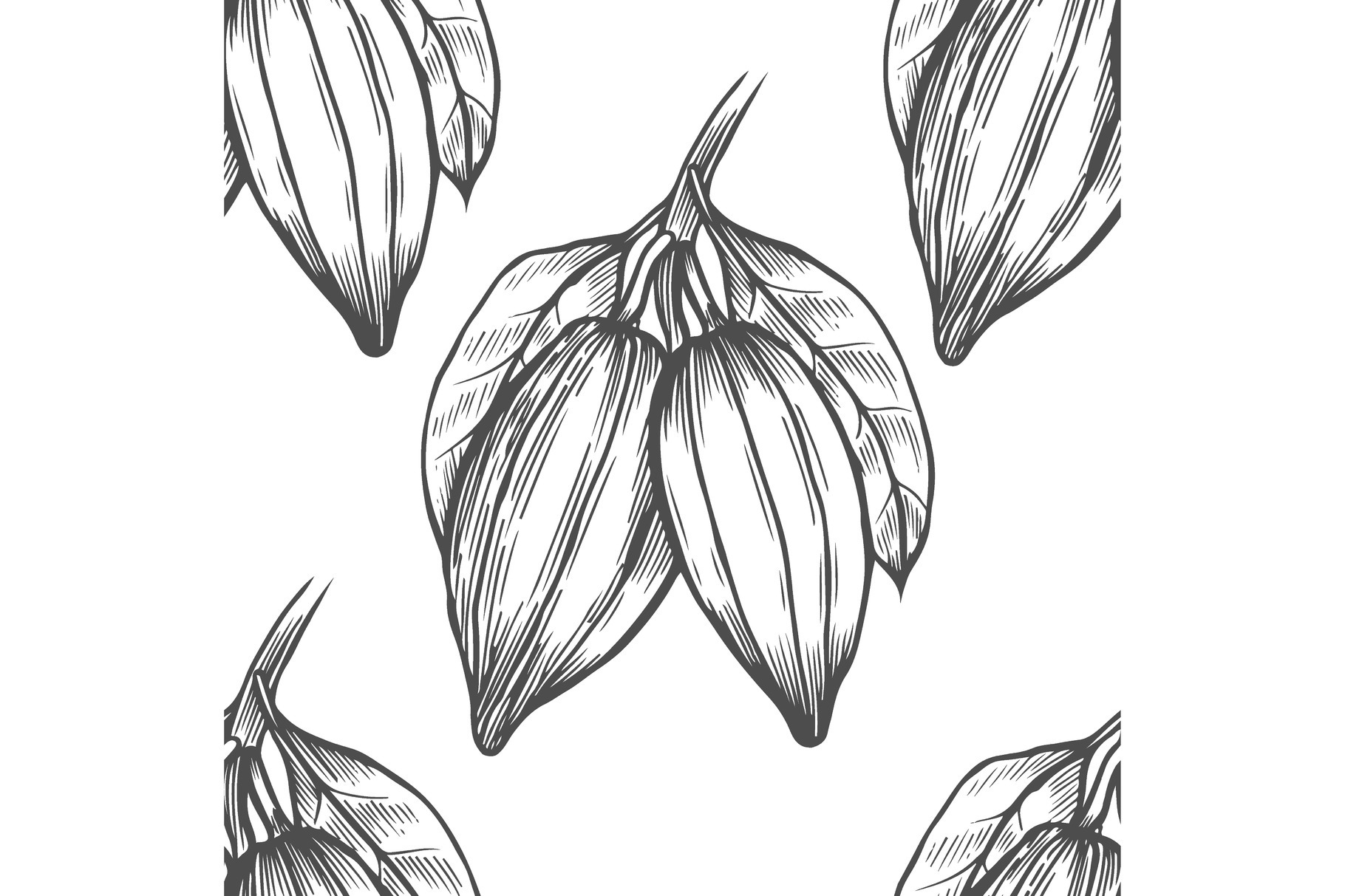 Vector Cocoa tree illustration, a Decorative Illustration by ...