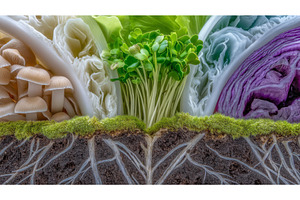 A 3D rendering provides a close-up, a Food & Drink Photo by ZinetroN