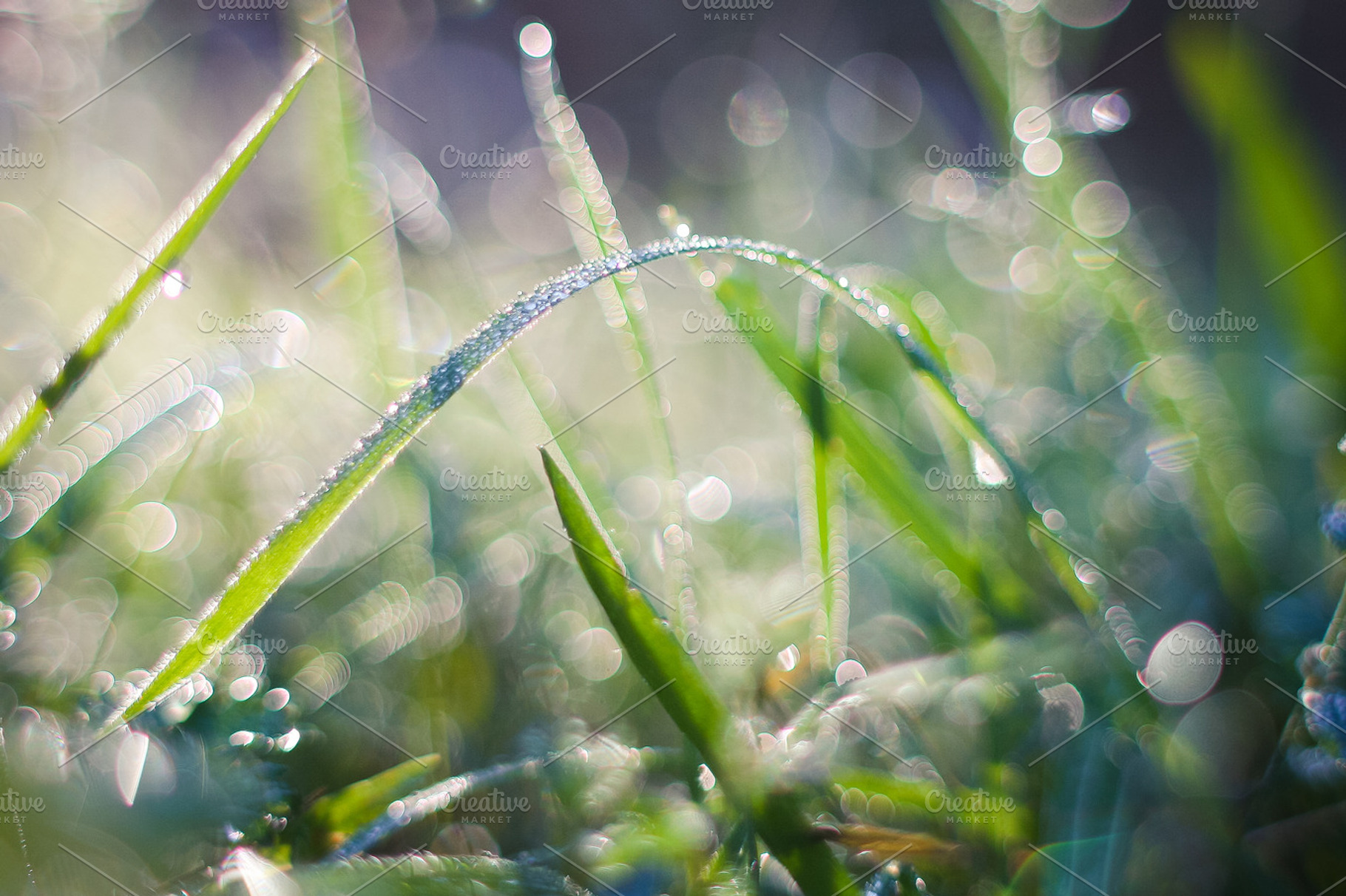 Morning Dew In The Grass