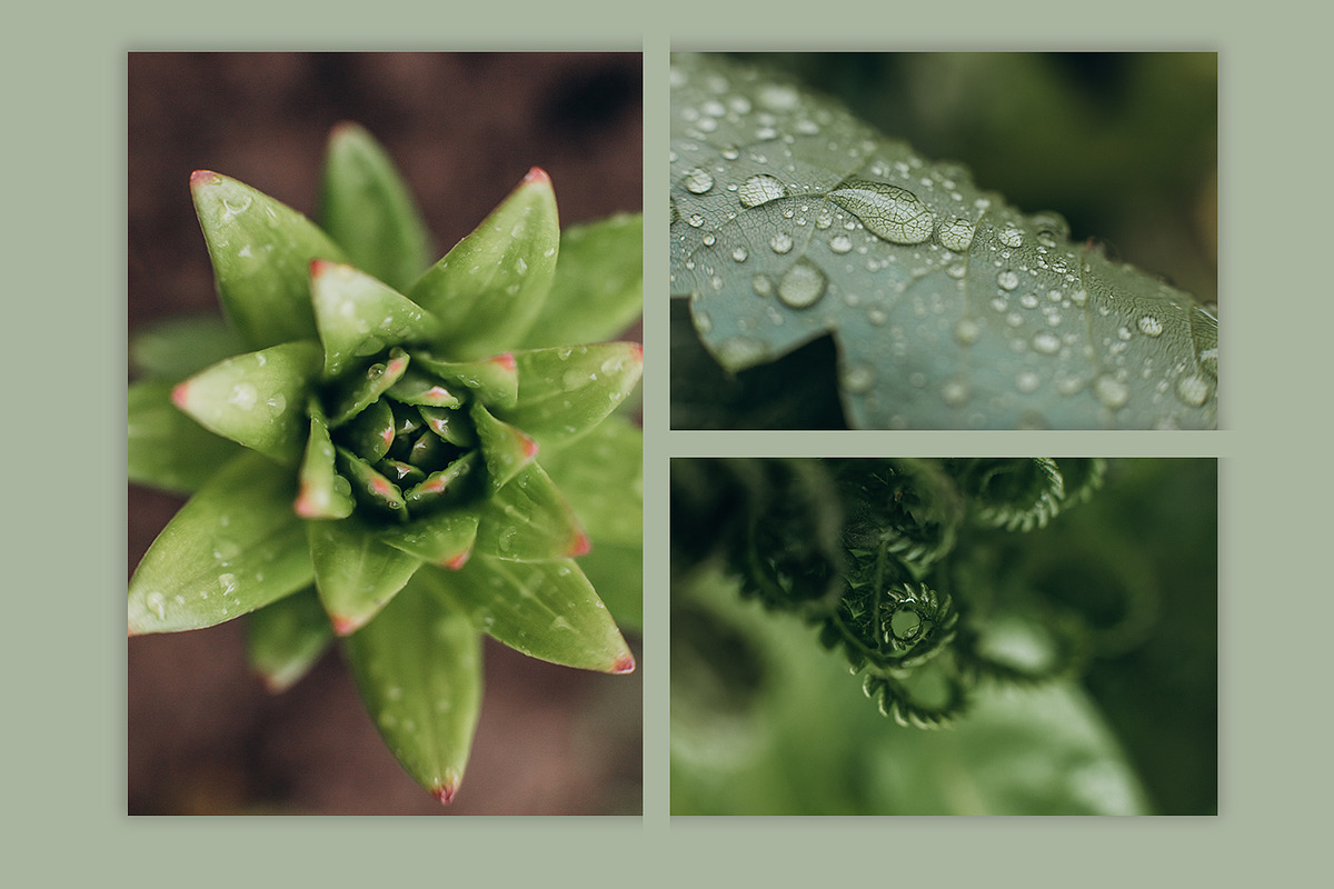 Spring macro collection, a Nature Photo by akovtun (Photo 4 of 7)