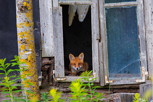 Curious little cub of red fox -, an Animal Photo by Lukas Jonaitis SHOP
