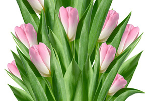 Large bouquet of pink tulips with green leaves on isolated backg, a Nature Photo by ndanko