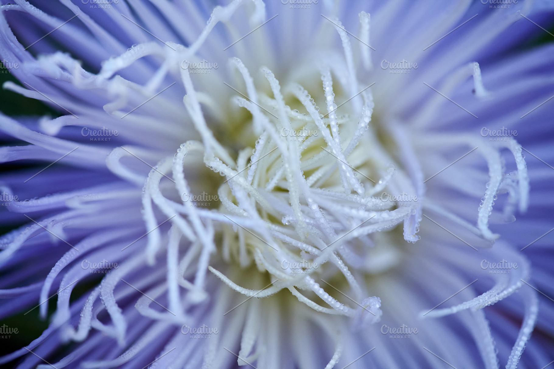 Dew drops on the flower petals. Close-up image of the purple flower Aster, a Nature Photo by Rohan Photography