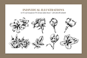 Botanical Illustration Bundle, an Illustration by Rough Edges Supply Co. (Thumbnail 3 of 17)