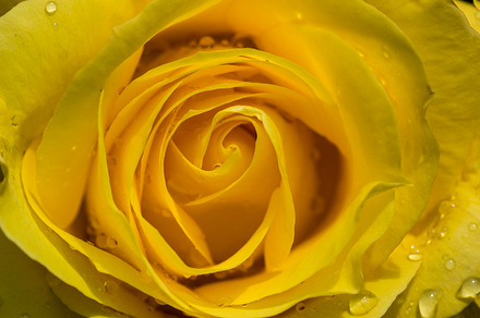 Rose after Rain