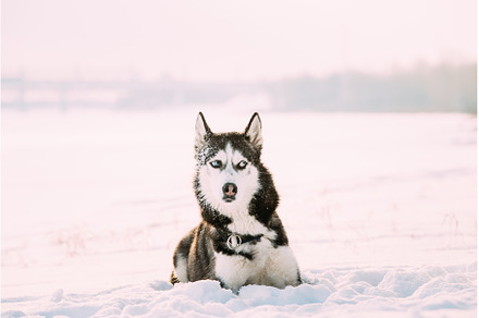 Siberian Husky Dog Sitting Outdoor, an Animal Photo by Our Amazing World