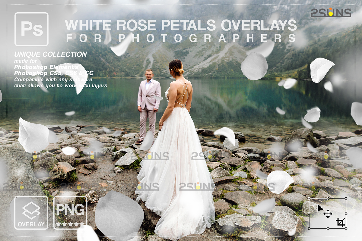 White Rose Petals photo overlays, an Object Graphic by 2SUNS (Photo 1 of 9)