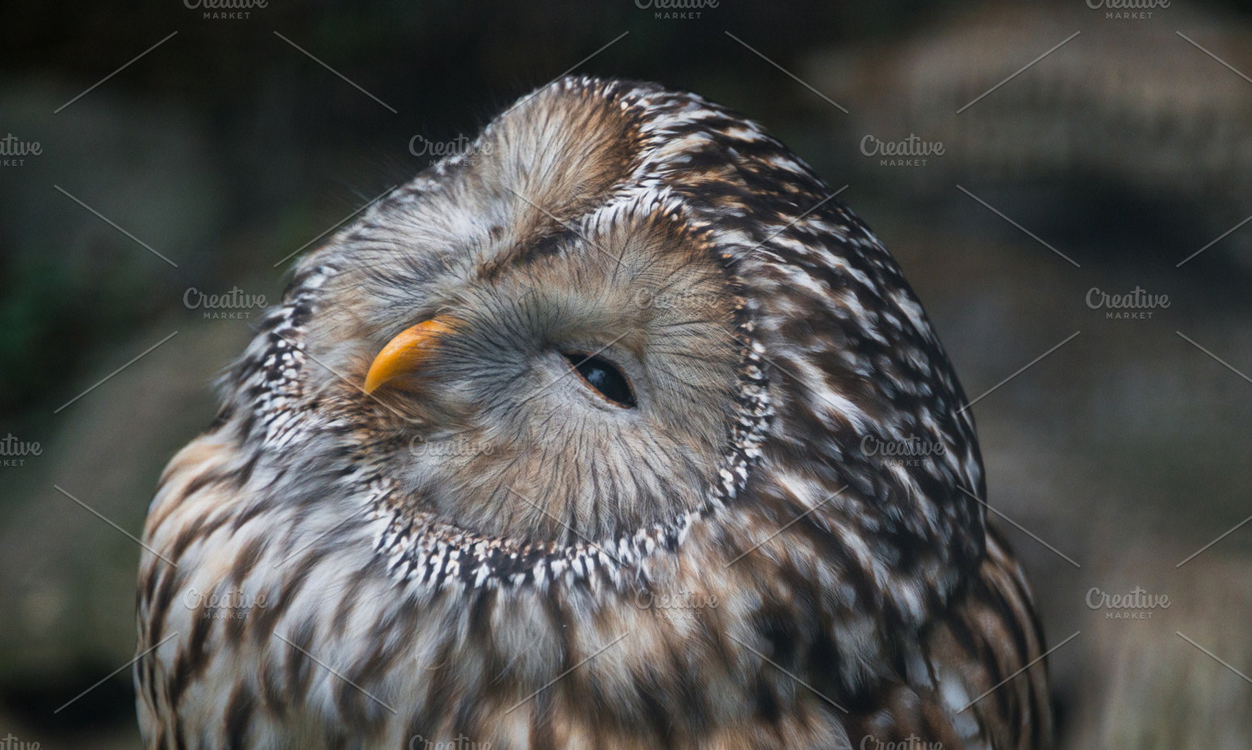 Gray owl containing action, animal, and animals, an Animal Photo by HrastovaSiska