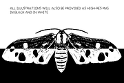 Moths - vector illustration set, an Animal Illustration by Renée from Studio neetje (Thumbnail 5 of 5)