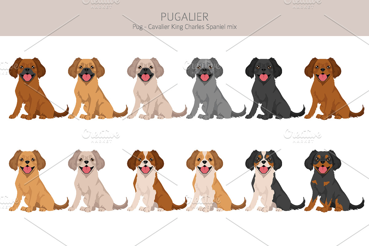 Pugalier (Cavapug) dog mix, an Animal Illustration by pet design shop (Photo 3 of 6)