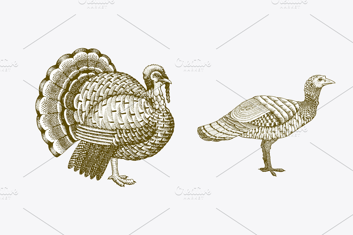 Farm Birds Vector collection, an Animal Illustration by Lubov Illustrations Shop (Photo 5 of 6)