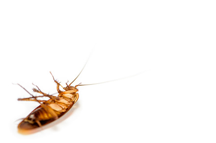 Close up cockroach dead on white bac containing cockroach, dead, and white, an Animal Photo by yongkiet jitwattanatam