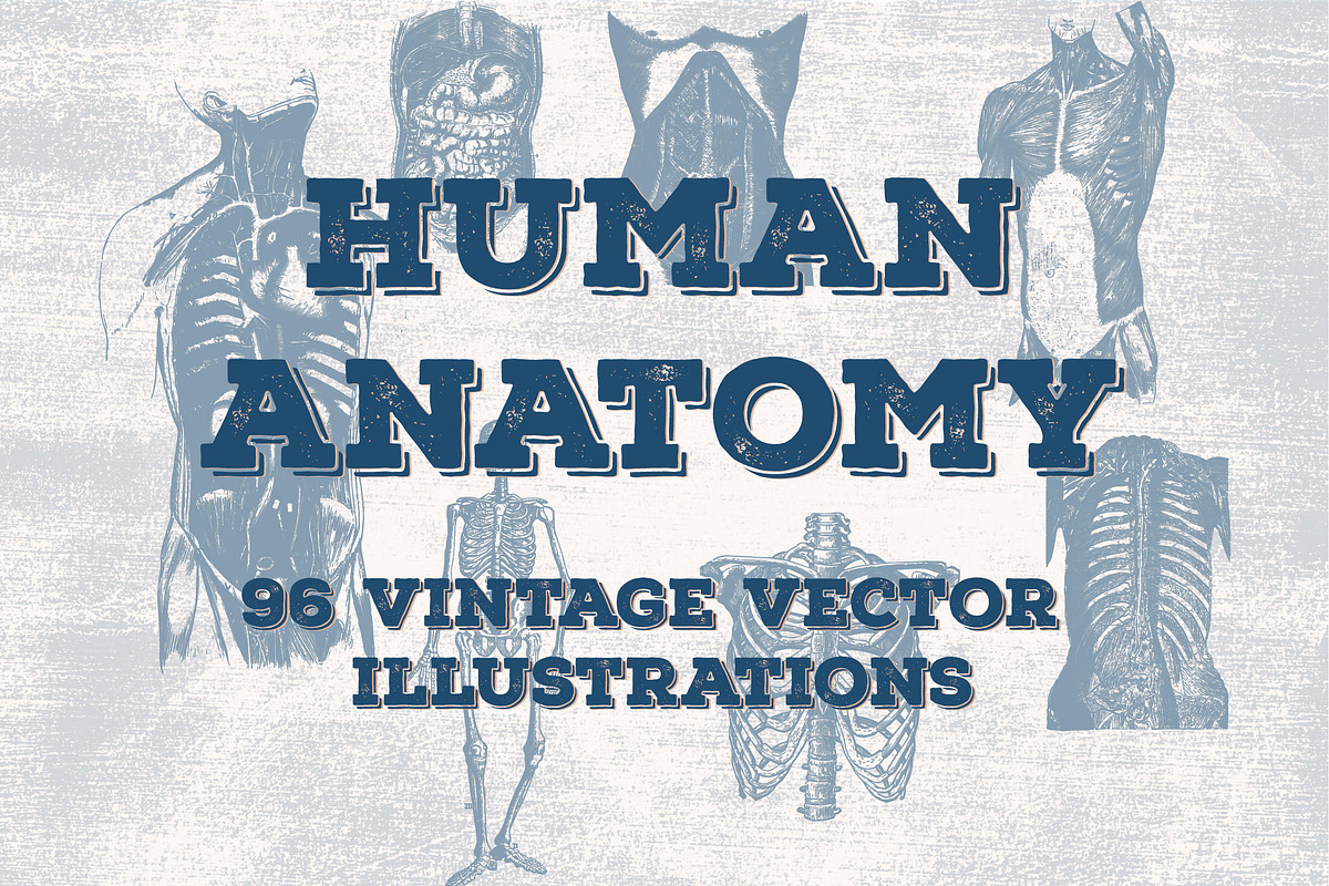 96 Anatomy Vector Illustrations, an Illustration by TheBlackPixelCo (Photo 1 of 5)