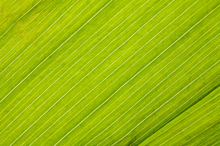 Sunny Spring Green Leaves Background preview 5
