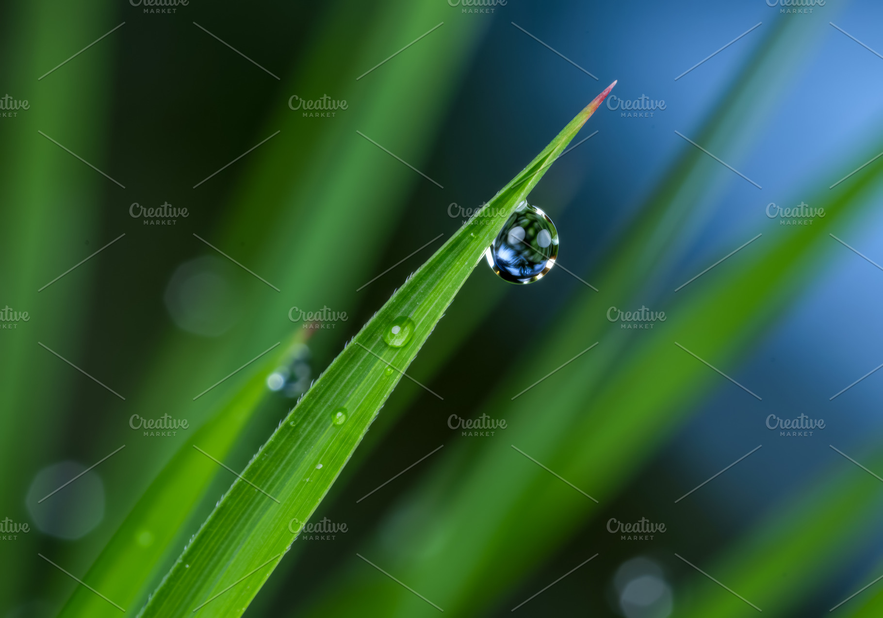 Water droplet hanging from the tip o, a Nature Photo by professorinc