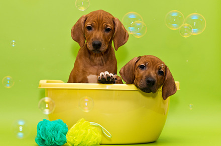 Two puppies bathing in yellow basin featuring together, couple, and two