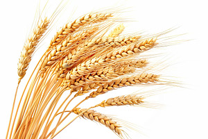 Wheat ears isolated on white background, a Nature Photo by AlyaAnd