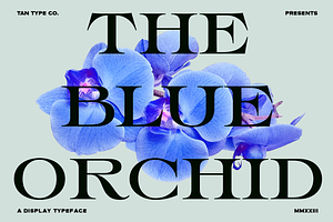 TAN - THE BLUE ORCHID, a Serif Font by TanType